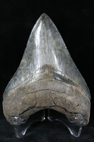 Serrated Megalodon Tooth - Georgia #21883